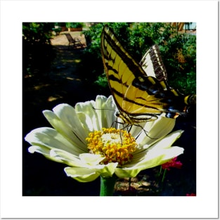 Swallowtail Flutterby on a Zinnia Flower 01 Posters and Art